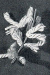 forsythia flower